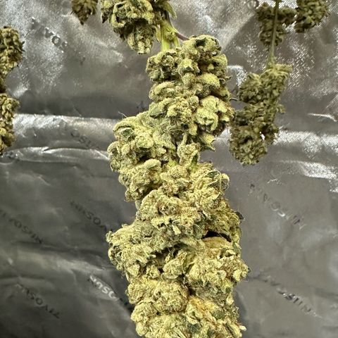 MiscxLAZ #26 C #2 growlog timeline photo
