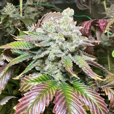 MiscxLAZ #26 C #2 growlog photo: Some male flowers 