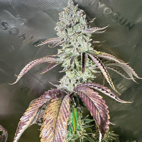 MiscxLAZ #26 C #2 growlog photo: Some male flowers 