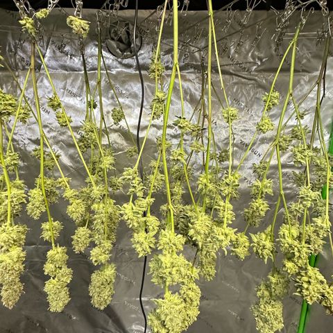 MiscxLAZ #26 C #2 growlog timeline photo