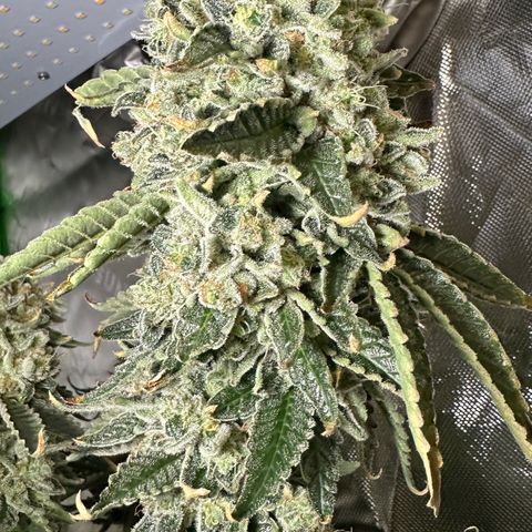 CxLAZ #15 C #1 growlog timeline photo