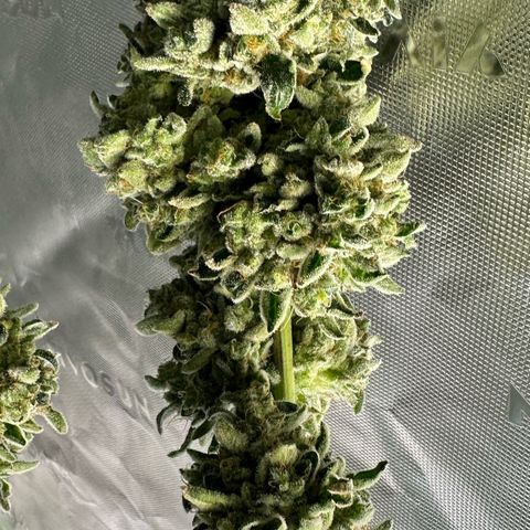 CxLAZ #15 C #1 growlog timeline photo