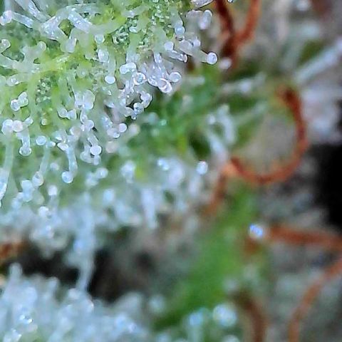 MiscxLAZ #26 C #2 growlog timeline photo
