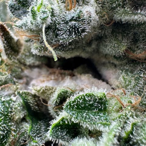 CxLAZ #15 C #1 growlog photo: Mold on one main bud when harvesting