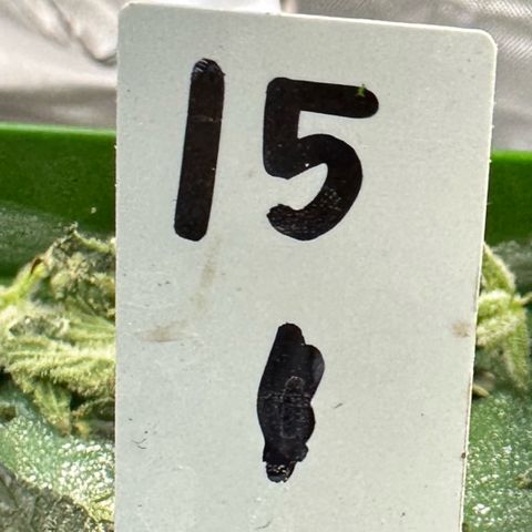 CxLAZ #15 C #1 growlog timeline photo