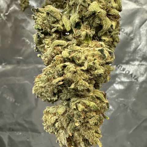 MiscxLAZ #26 C #2 growlog timeline photo