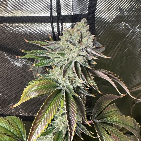 MiscxLAZ #26 C #2 growlog timeline photo