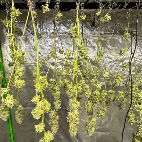 MiscxLAZ #26 C #2 growlog timeline photo