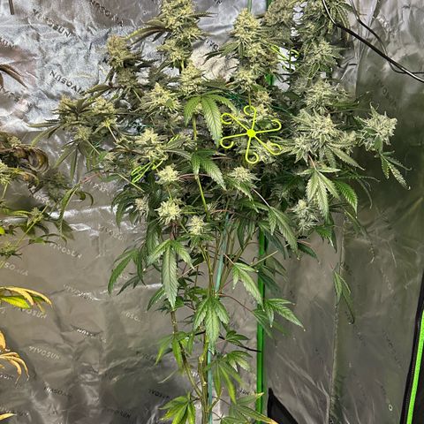 CxLAZ #15 C #1 growlog timeline photo