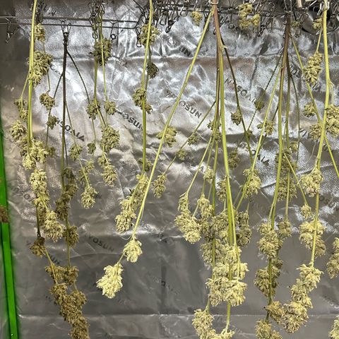 MiscxLAZ #26 C #2 growlog timeline photo