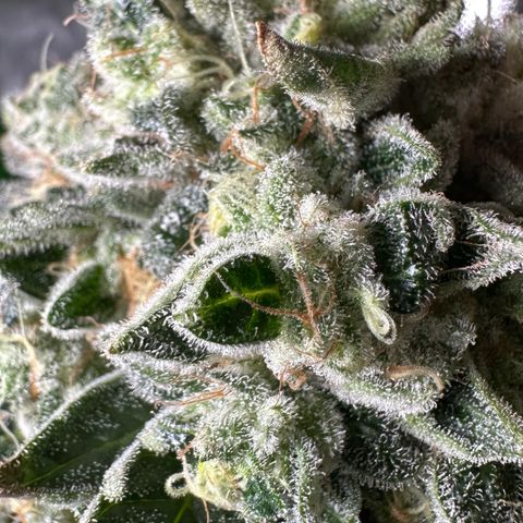 CxLAZ #15 C #1 growlog timeline photo