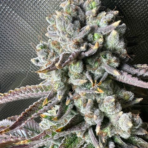 MiscxLAZ #26 C #2 growlog photo: Some male flowers 
