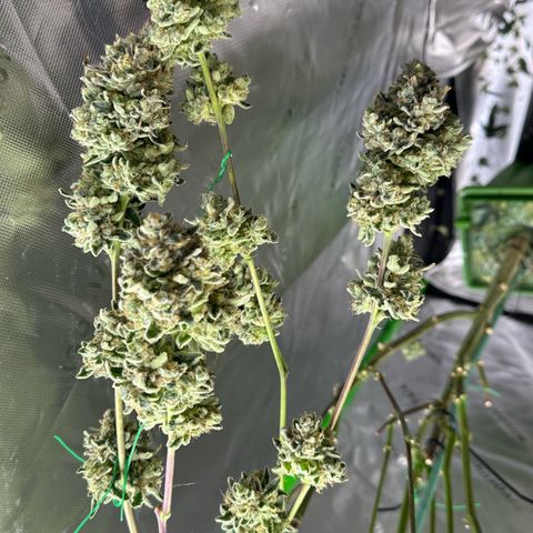 CxLAZ #15 C #1 growlog timeline photo