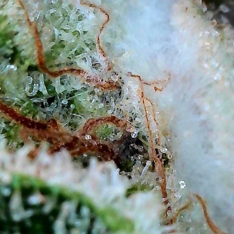 CxLAZ #15 C #1 growlog photo: Mold on one main bud when harvesting