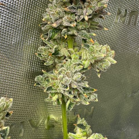 MiscxLAZ #26 C #2 growlog timeline photo