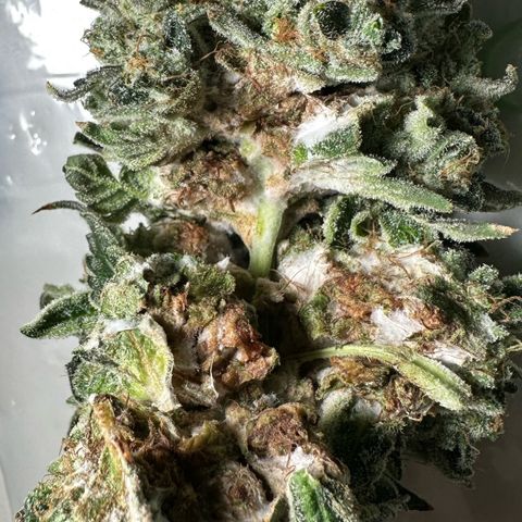 CxLAZ #15 C #1 growlog photo: Moldy main bud