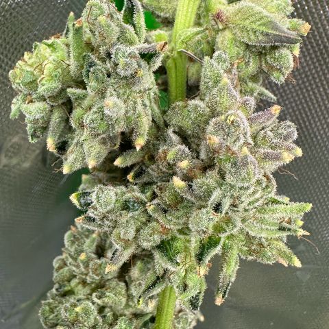 MiscxLAZ #26 C #2 growlog timeline photo