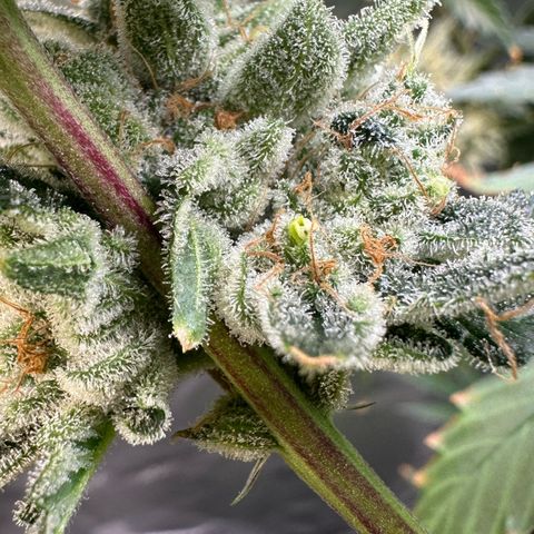 MiscxLAZ #26 C #2 growlog photo: Some male flowers 
