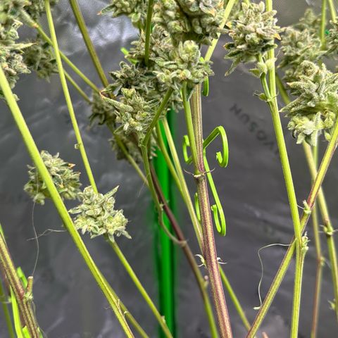 MiscxLAZ #26 C #2 growlog timeline photo