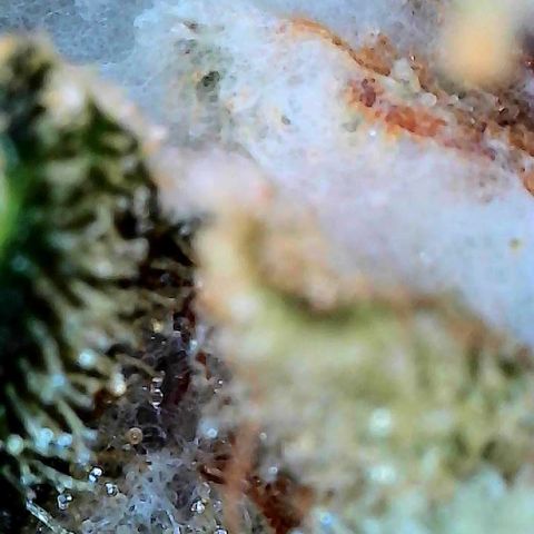 CxLAZ #15 C #1 growlog photo: Mold on one main bud when harvesting