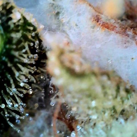 CxLAZ #15 C #1 growlog photo: Mold on one main bud when harvesting