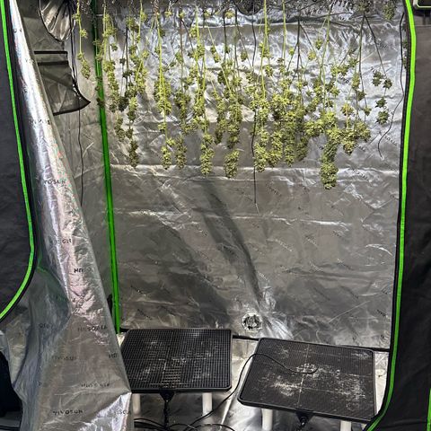 MiscxLAZ #26 C #2 growlog timeline photo