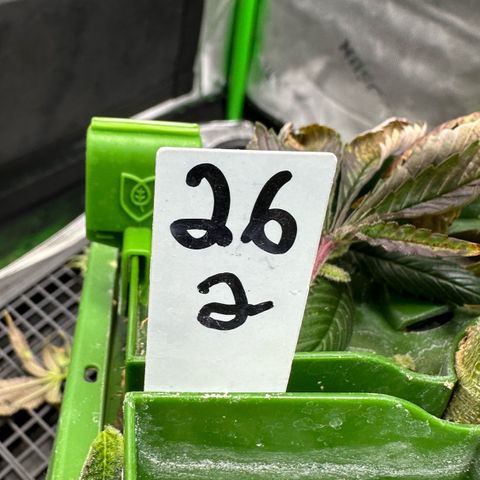 MiscxLAZ #26 C #2 growlog timeline photo