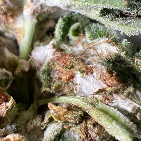 CxLAZ #15 C #1 growlog photo: Moldy main bud