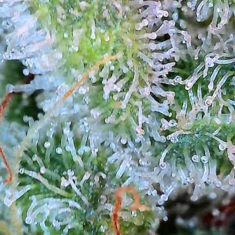 MiscxLAZ #26 C #2 growlog photo: Some male flowers 