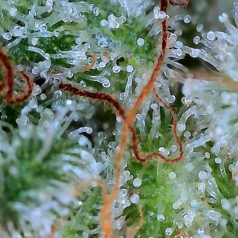 MiscxLAZ #26 C #2 growlog timeline photo