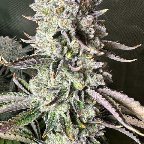 MiscxLAZ #26 C #2 growlog timeline photo