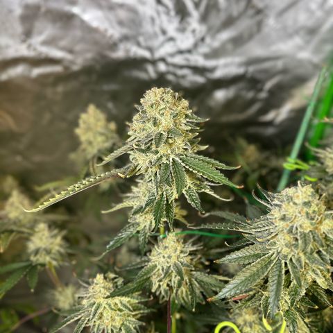 CxLAZ #15 C #1 growlog timeline photo