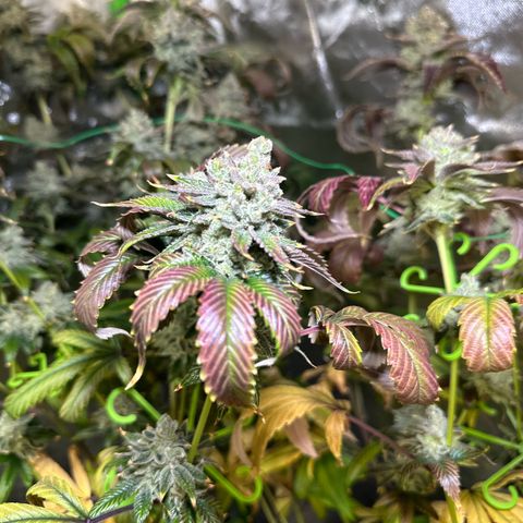 MiscxLAZ #26 C #2 growlog timeline photo