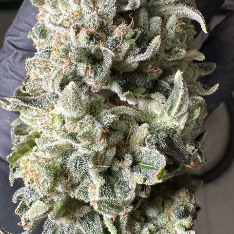 CxLAZ #15 C #1 growlog photo: Moldy main bud