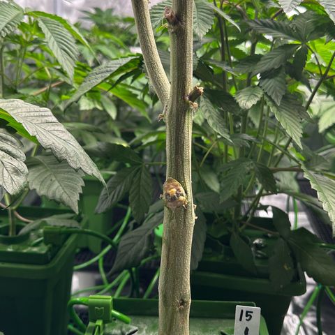 CxLAZ #15 C #1 growlog timeline photo