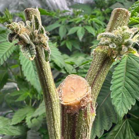 CxLAZ #15 C #1 growlog timeline photo