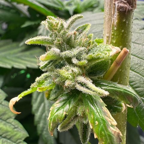 MiscxLAZ #26 C #2 growlog timeline photo