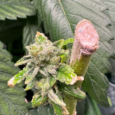 MiscxLAZ #26 C #2 growlog timeline photo