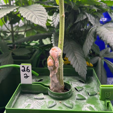 MiscxLAZ #26 C #2 growlog timeline photo