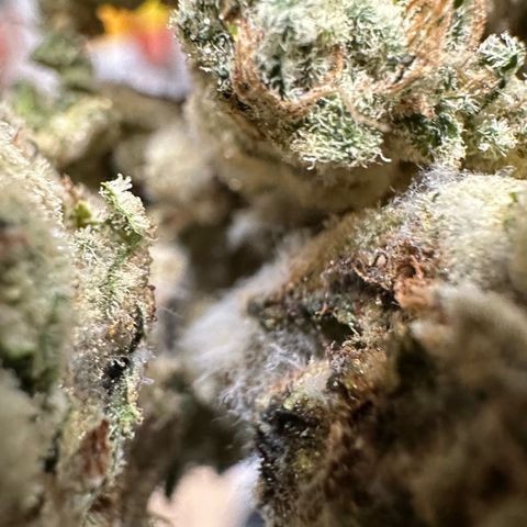 CxLAZ #15 C #1 growlog photo: More bud rot. Had to throw all this bud out. 