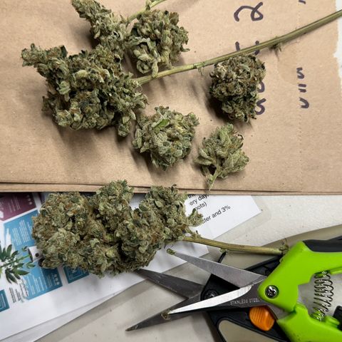 CxLAZ #15 C #1 growlog photo: More bud rot. Had to throw all this bud out. 