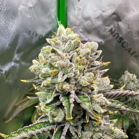 MiscxLAZ #26 C #2 growlog timeline photo
