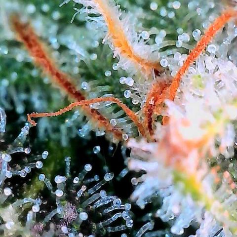 CxLAZ #15 C #1 growlog timeline photo