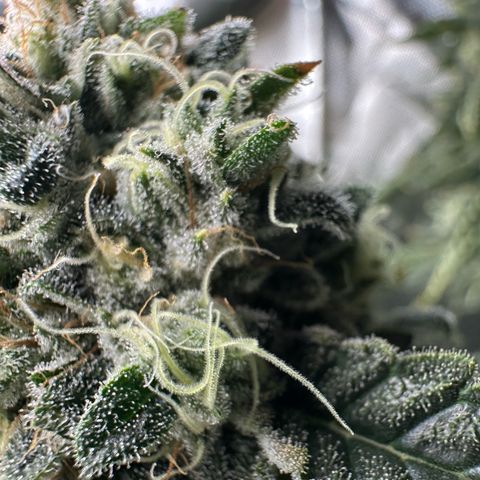 CxLAZ #15 C #1 growlog timeline photo