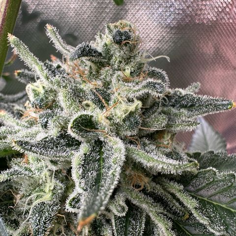 CxLAZ #15 C #1 growlog timeline photo