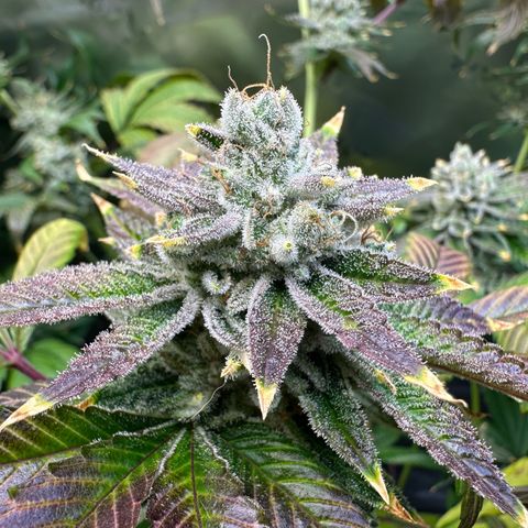 MiscxLAZ #26 C #2 growlog timeline photo