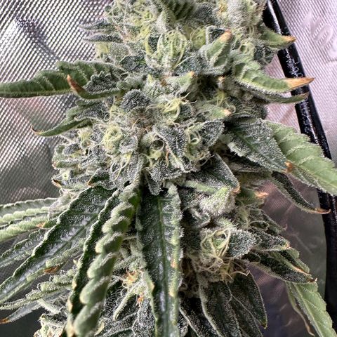 CxLAZ #15 C #1 growlog timeline photo
