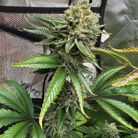 MiscxLAZ #26 C #2 growlog timeline photo