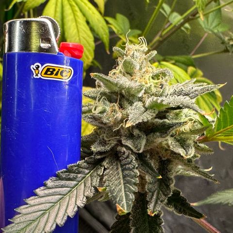 CxLAZ #15 C #1 growlog timeline photo