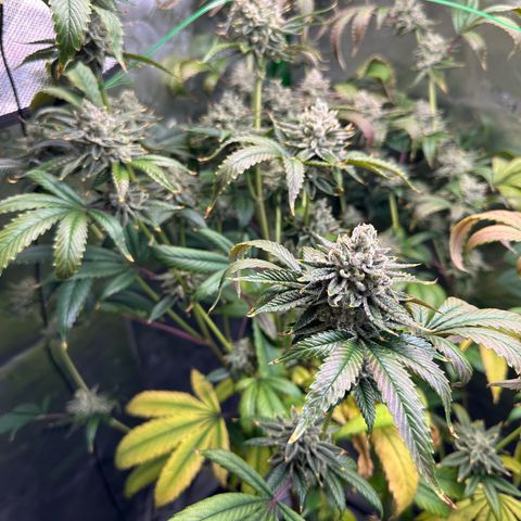 MiscxLAZ #26 C #2 growlog timeline photo
